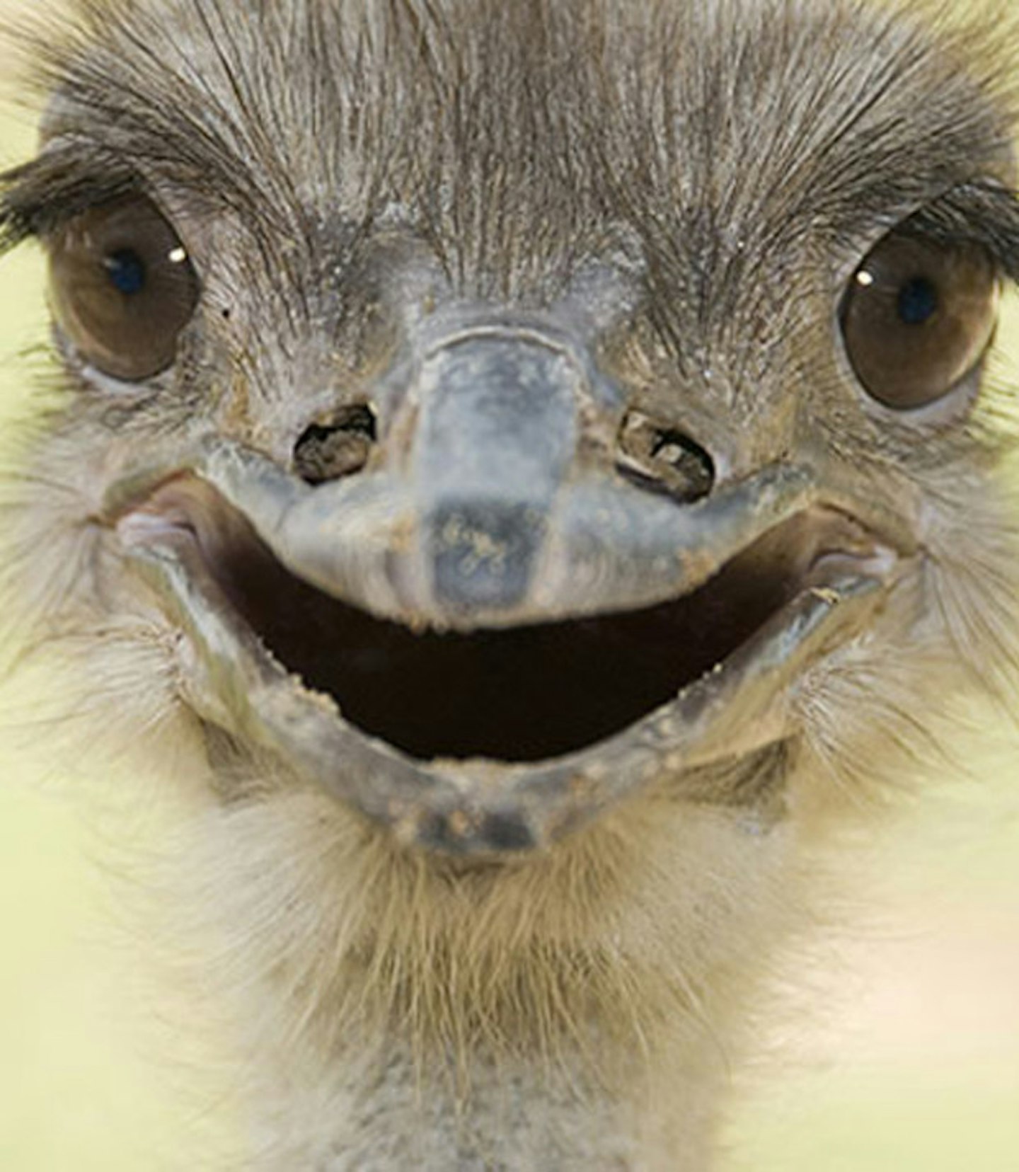 Happy ostrich