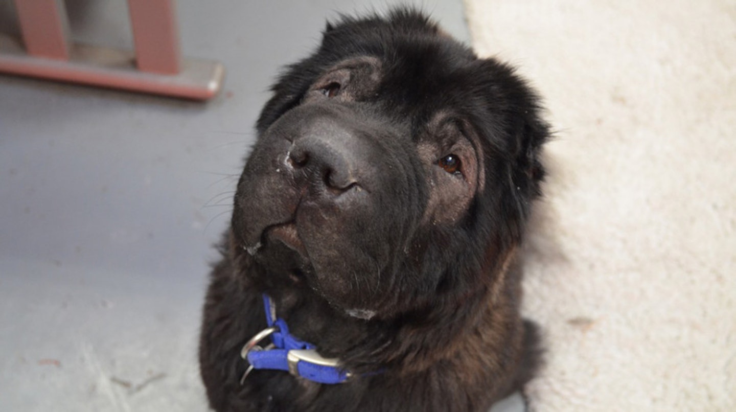Name: Baloo Age: 4 years old. Breed: Shar-Pei