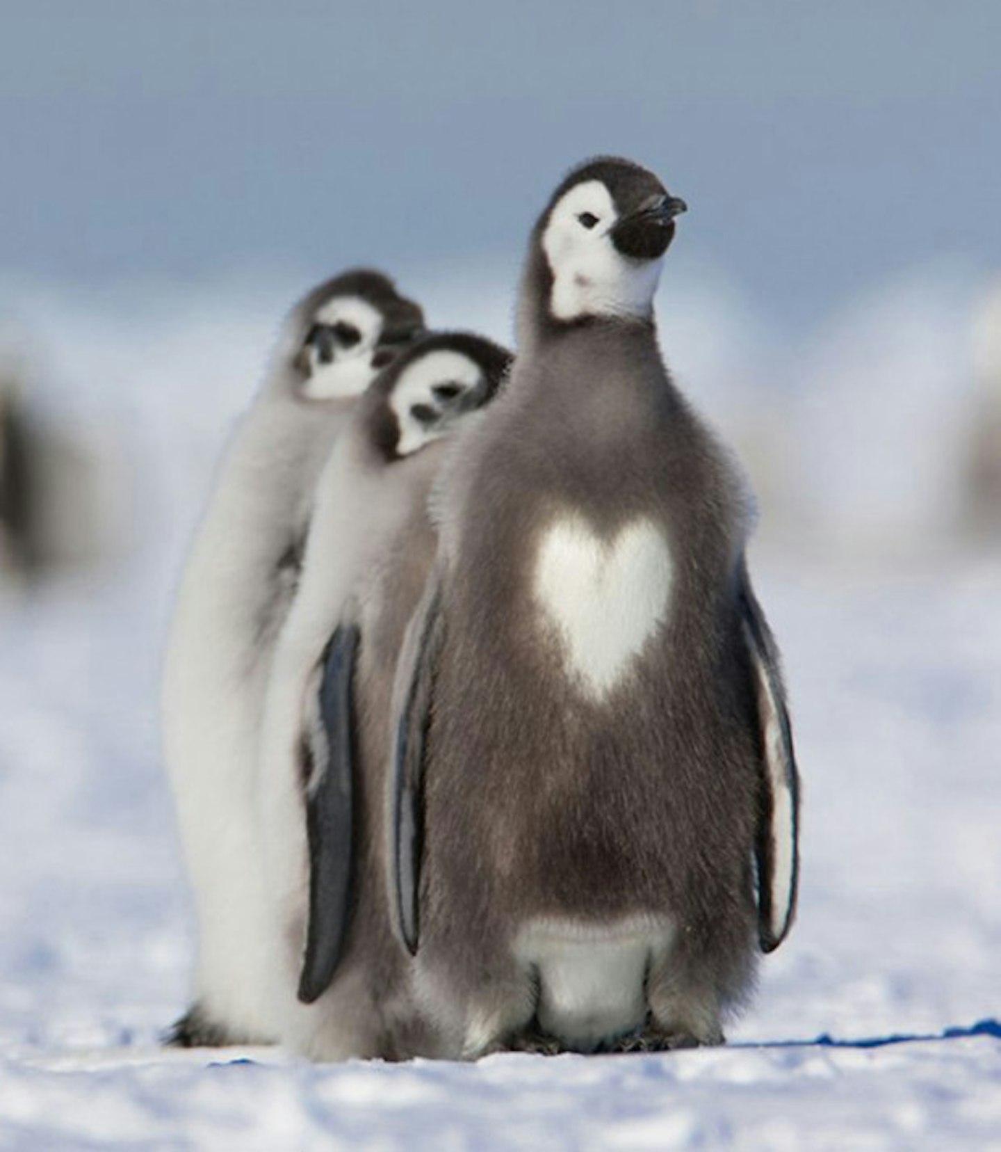 Got something to get off your chest, Pingu?