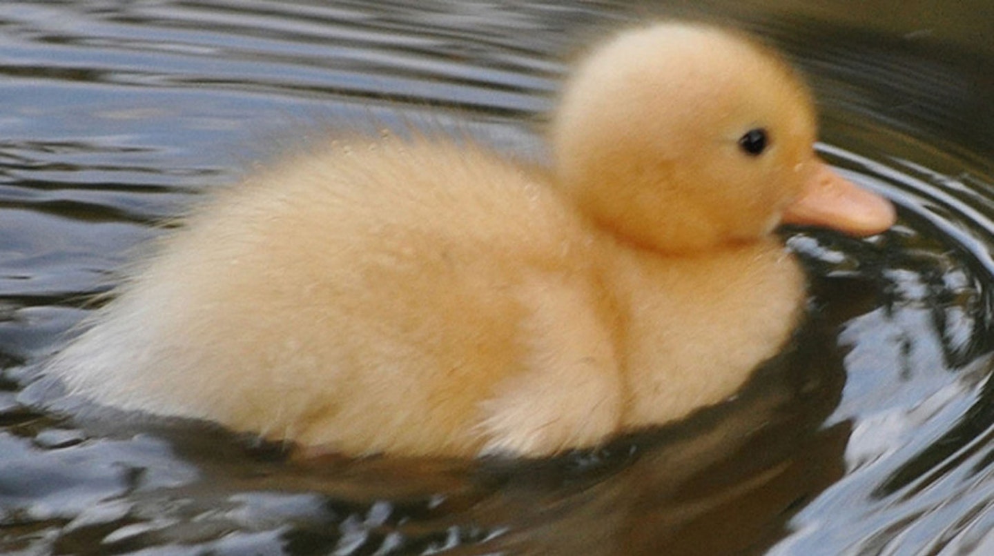 Extra fluffy duckling