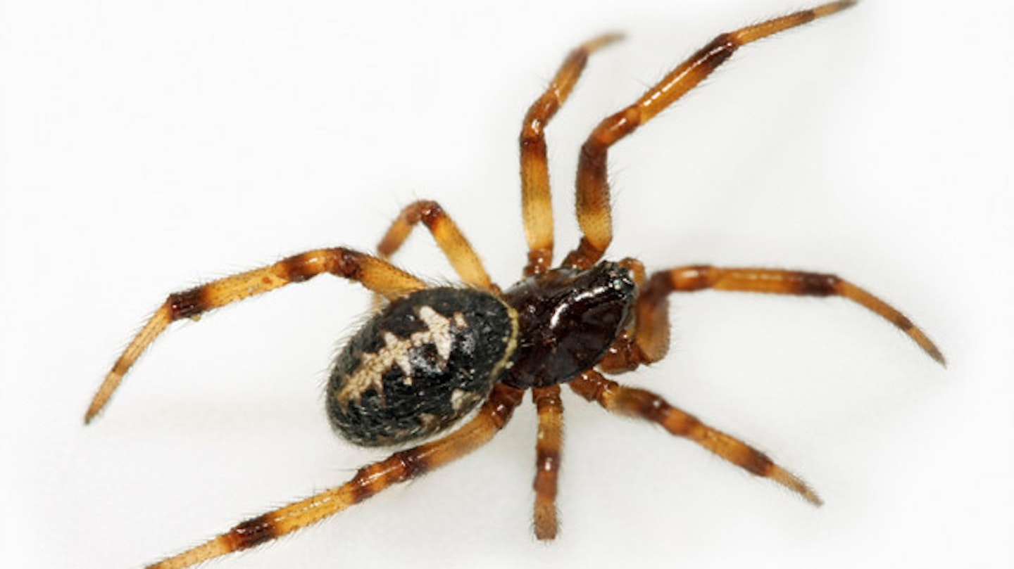 Tim was shocked to discover the 'world's deadliest spider' in his bananas (stock image)