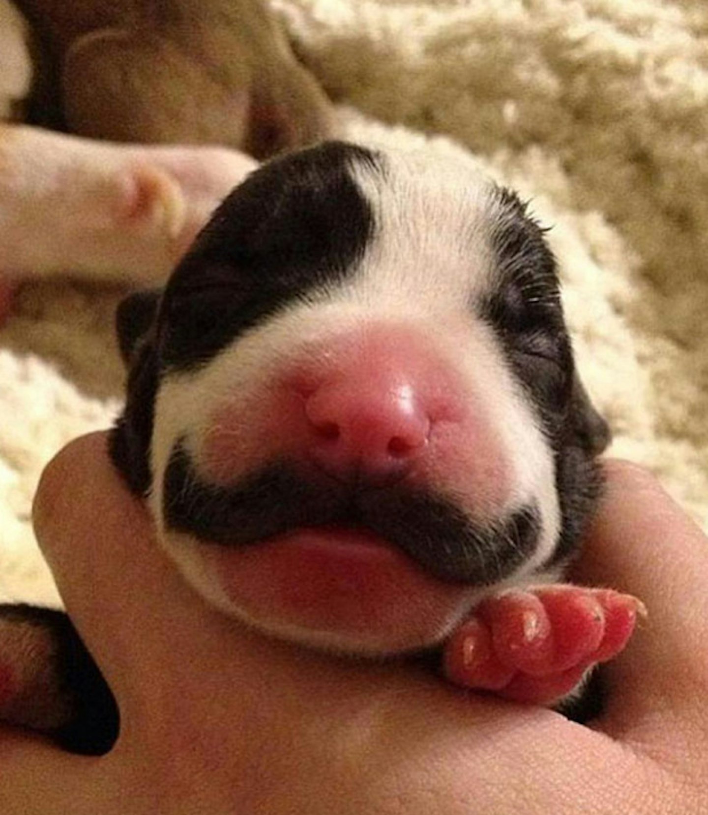 TOO CUTE!