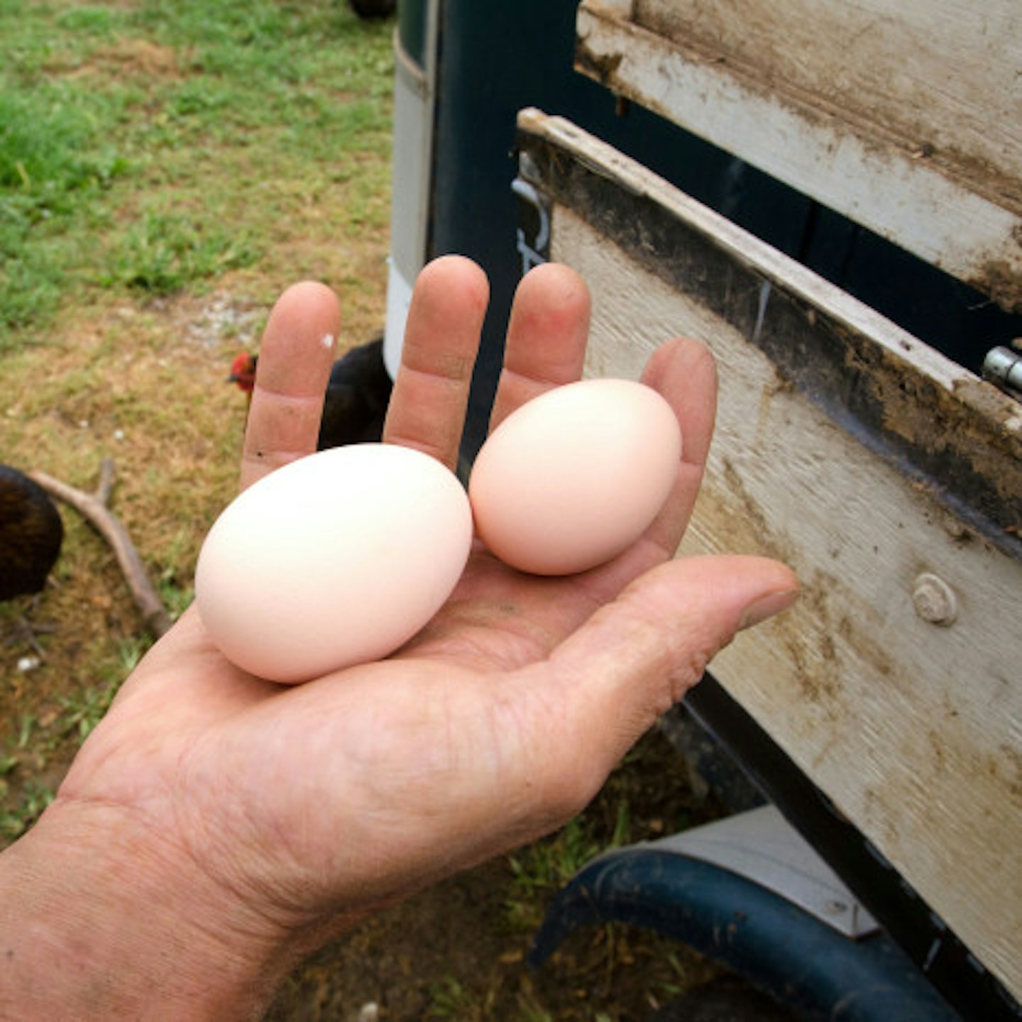 The eggs will now be tested before they hatch