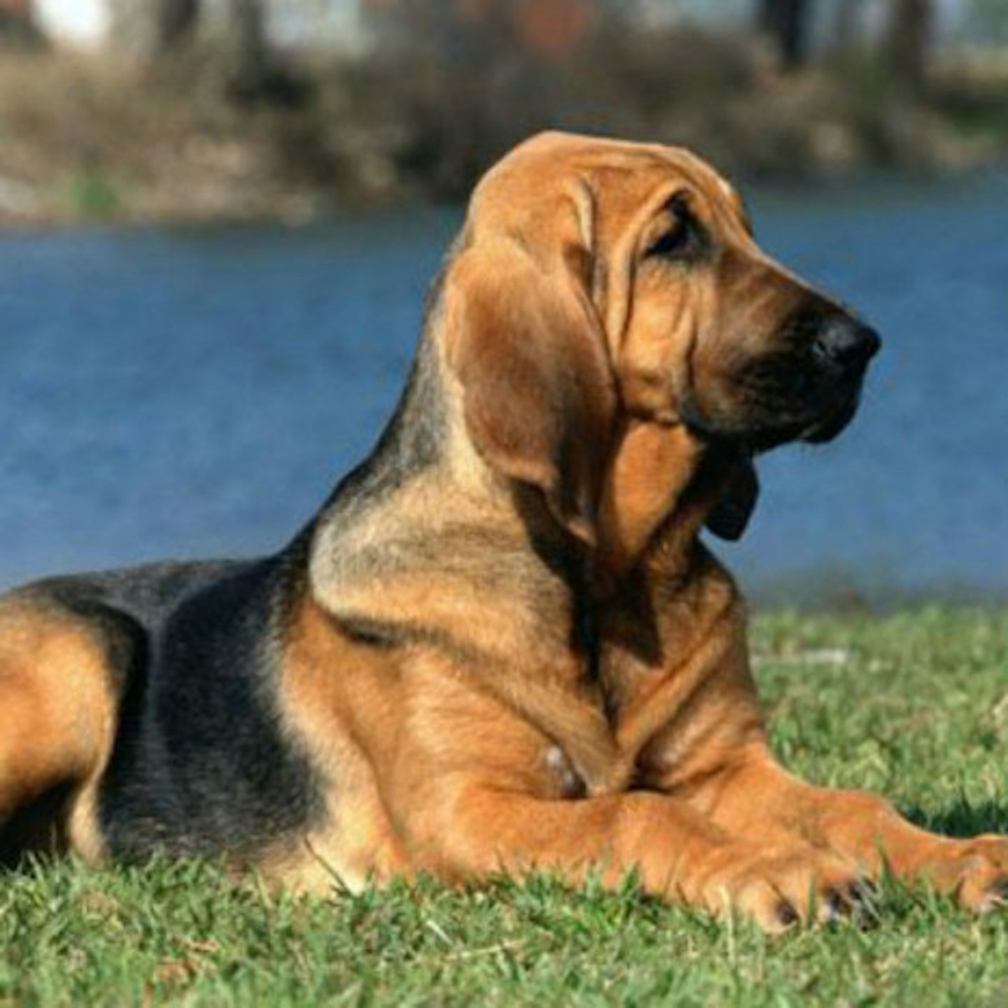 Pa is a bloodhound breed (image from Pinterest)