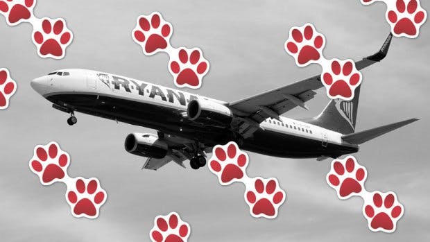 Woman And Her Support Dog Kicked Off Ryanair Flight Grazia