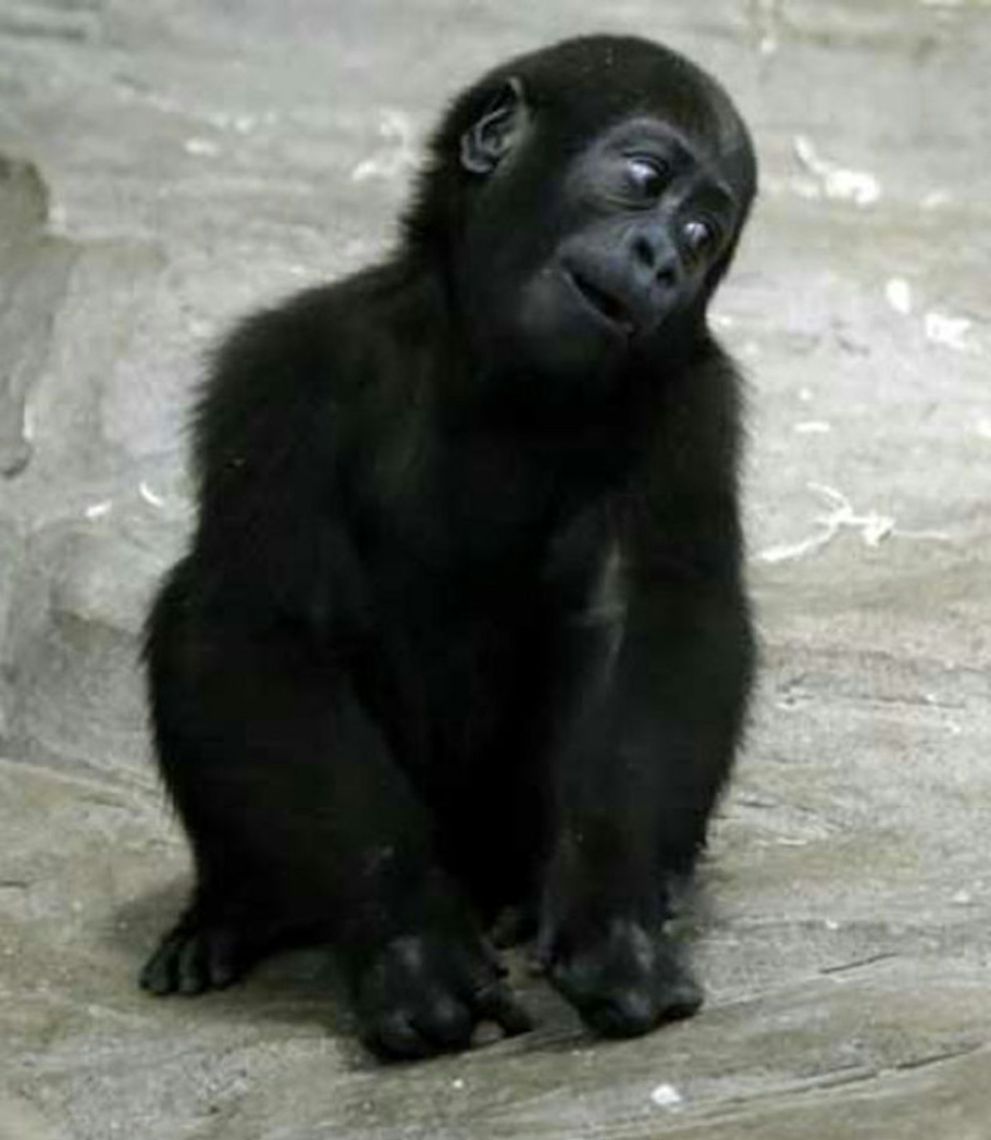 Baby gorilla