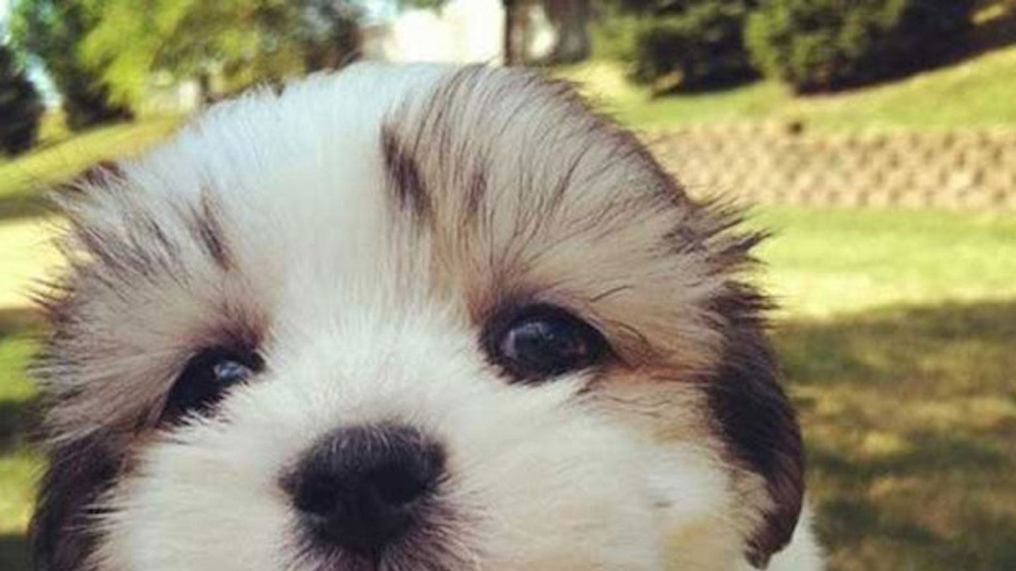puppy-picture-amazingly-cute-photograph