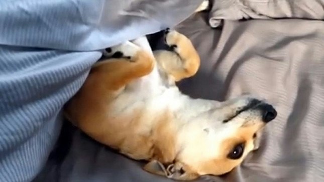 Dog Ruff Morning VIDEO: This dog shows exactly how we all feel waking up in the morning ...