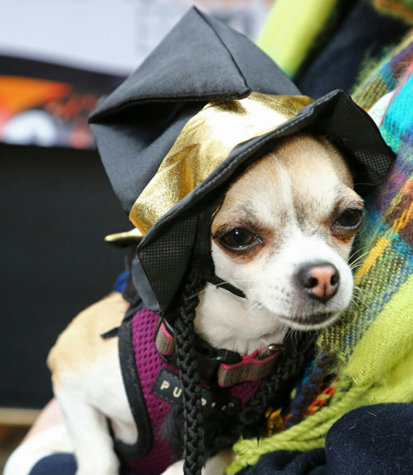 Witch dog part 2
