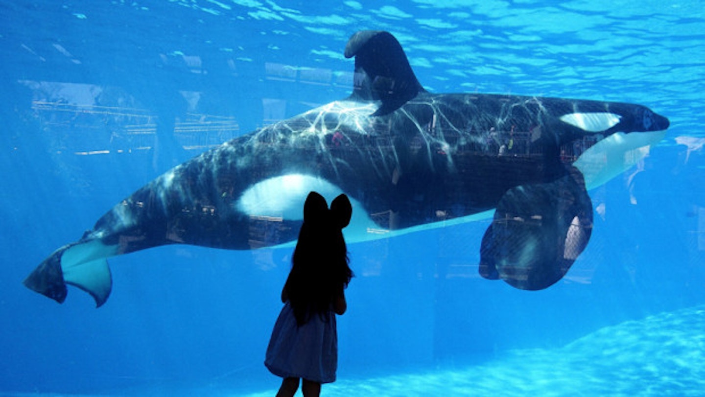 SeaWorld To Stop Breeding Orcas. FINALLY.