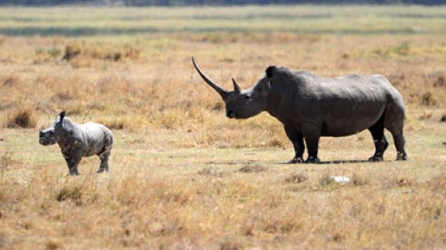 Conservations fail to save western black rhino declaring the species ...