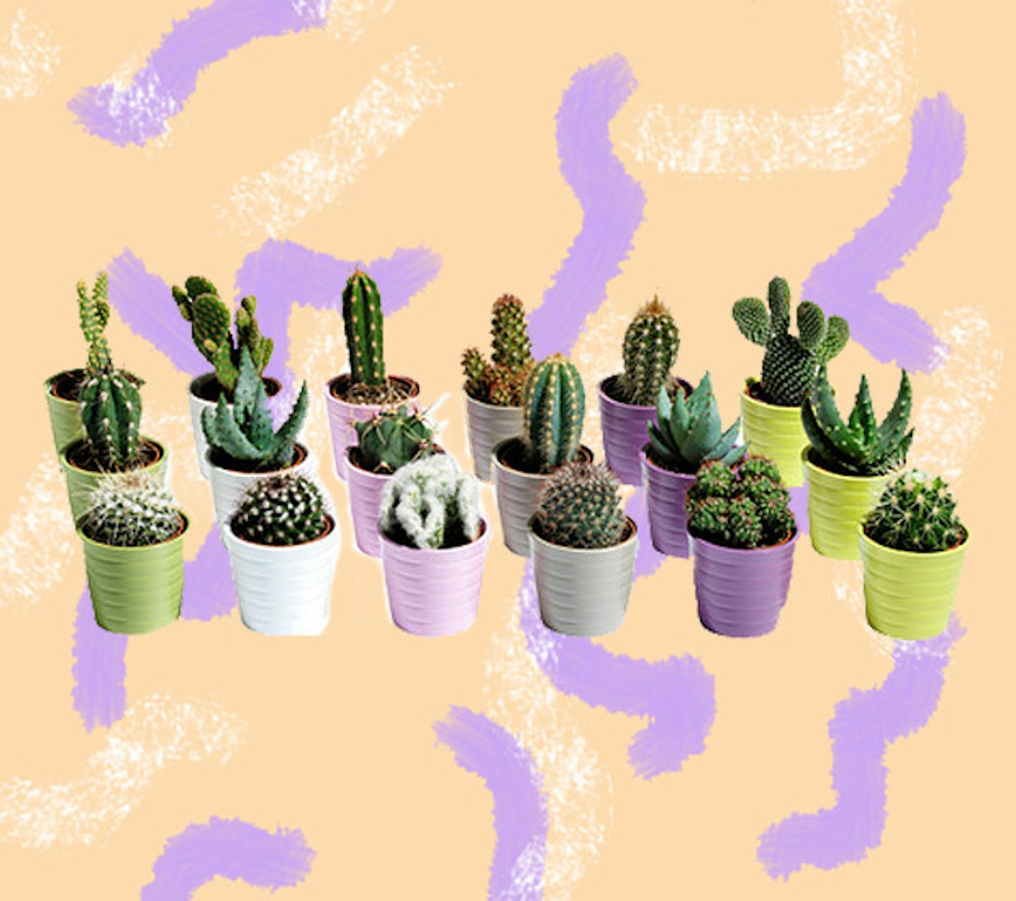 cactus