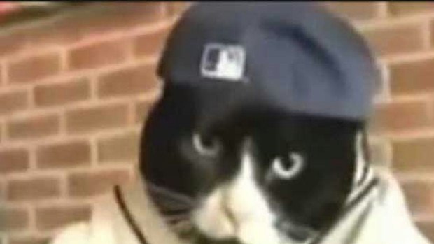 Fever Cat Rapper There’s a cat-rap ALBUM made entirely out of cat noises and it’s ...