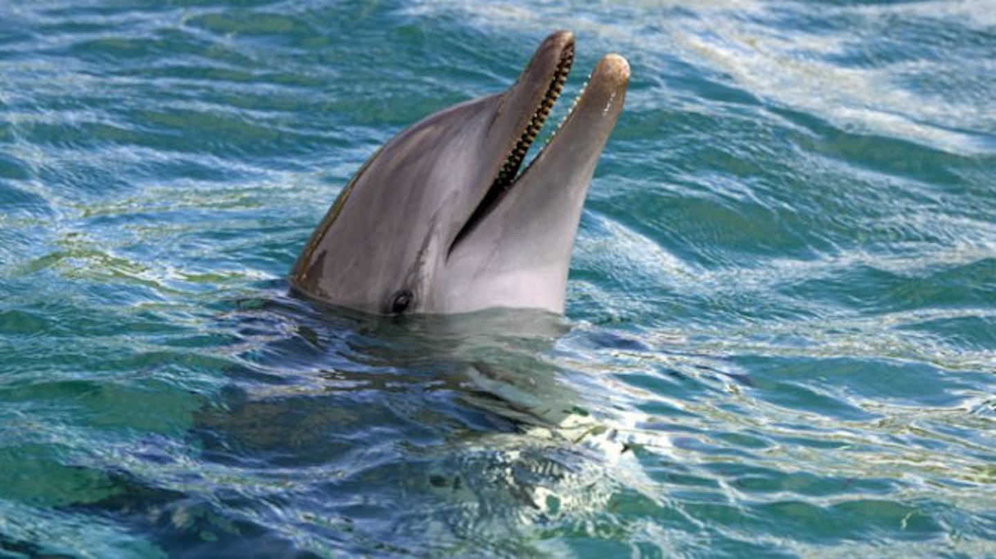 dolphin-6