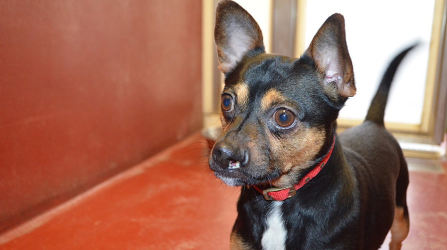 Name: Donald Age: 4 years. Breed: Chihuahua