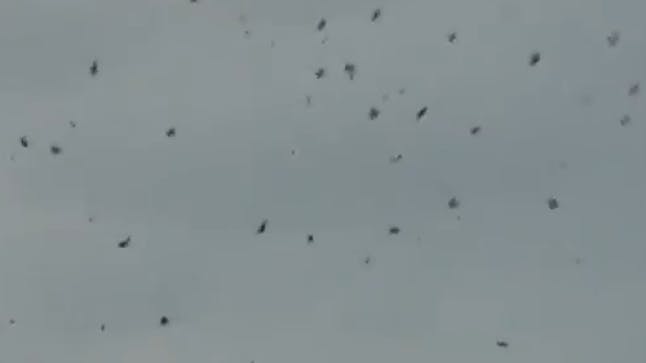 Arachnophobes beware It’s raining spiders in Australia! Closer