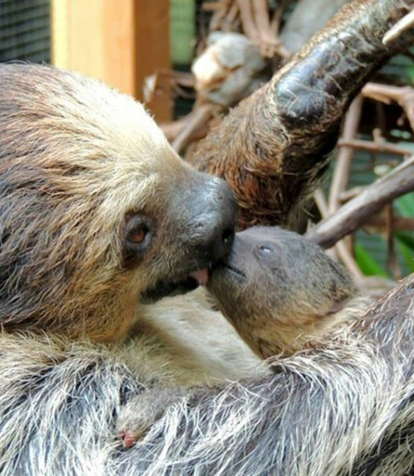 Baby sloth