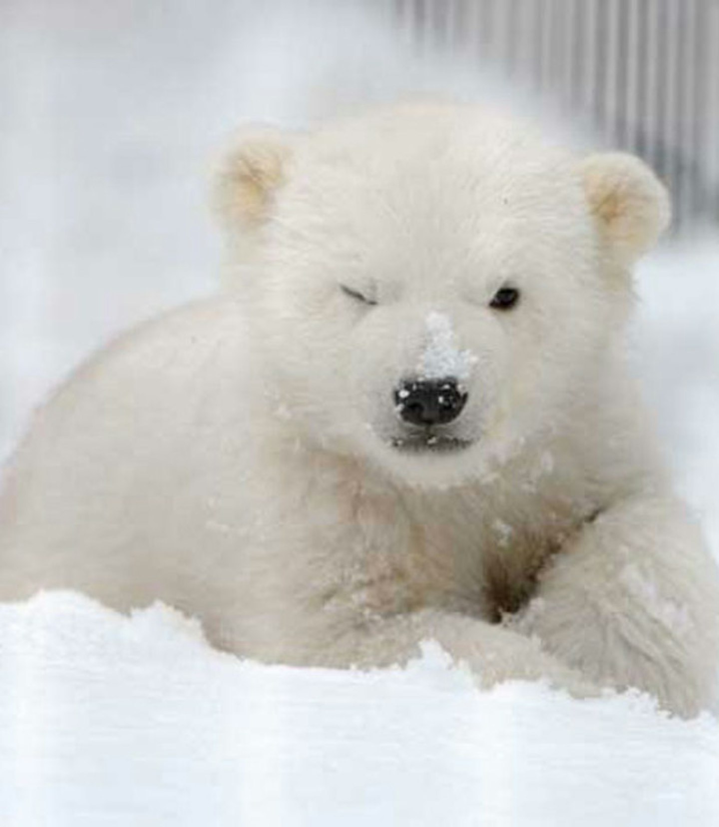 Baby polar bear