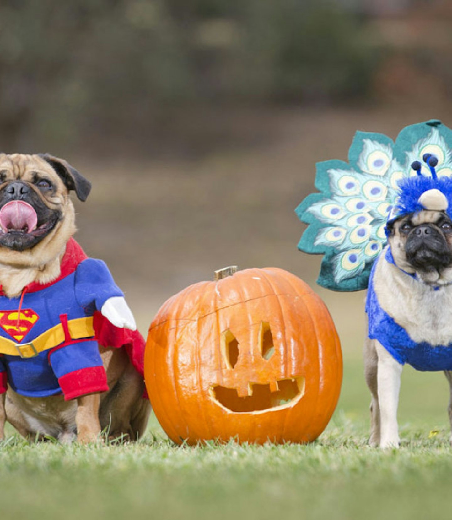 Superman dog and peacock dog