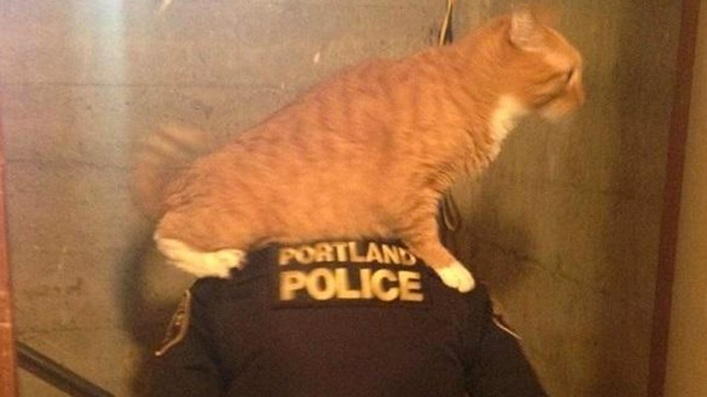 Police searched the property with the help of a not-so scaredy cat