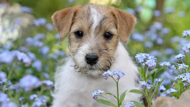 What you need to know about ‘dog flipping’ and how to prevent it Closer