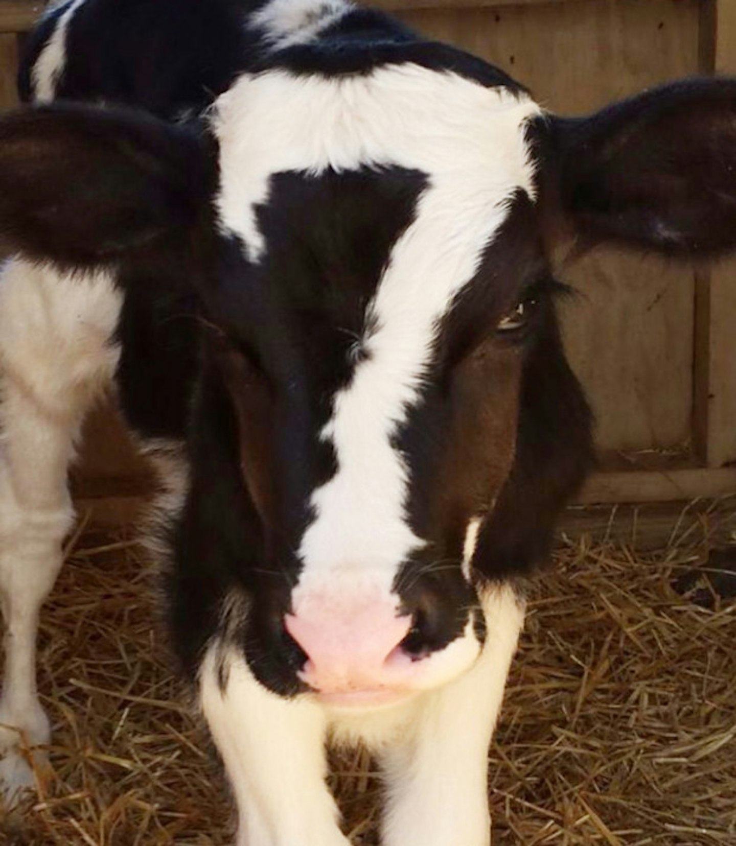 No. 7 cow