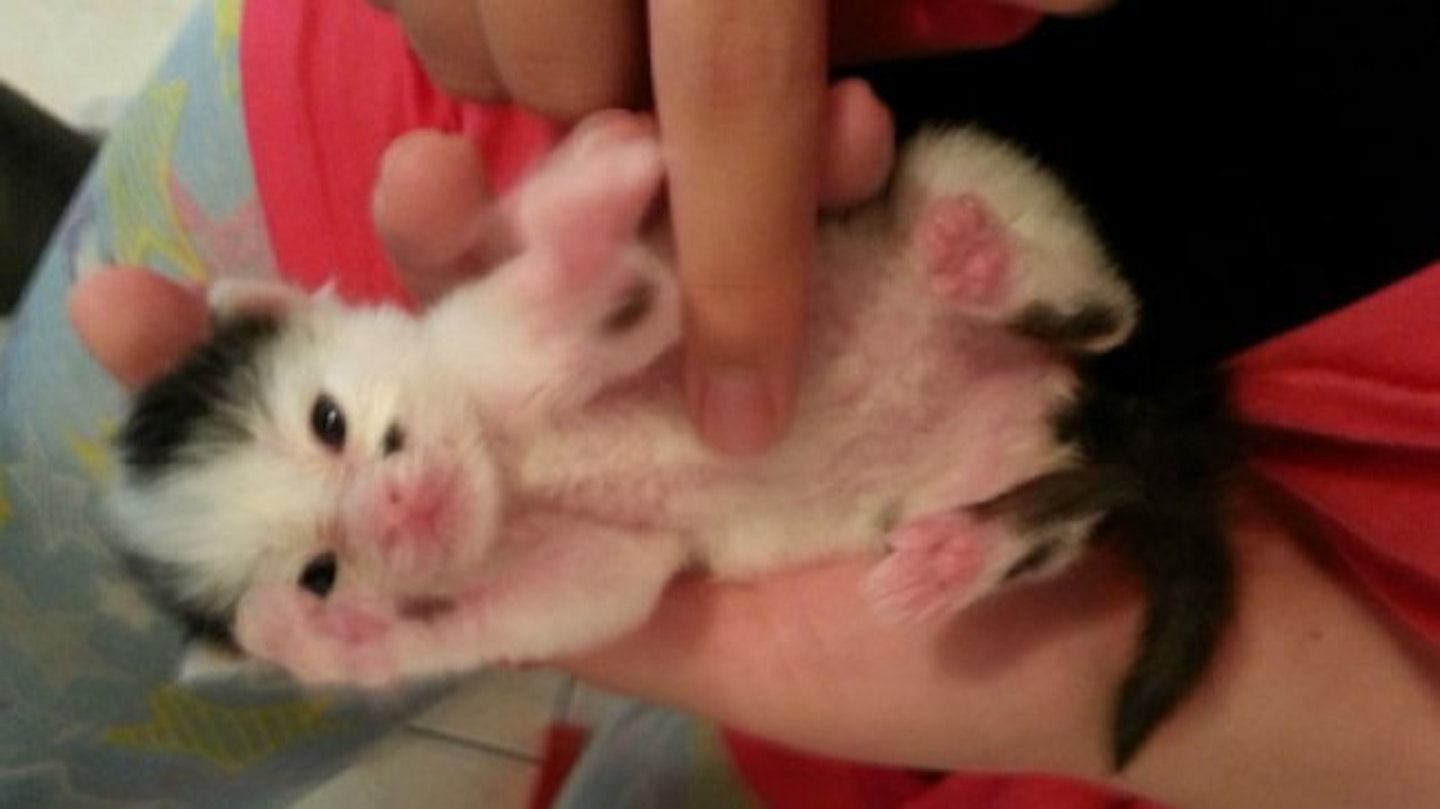 kitten-copy-5
