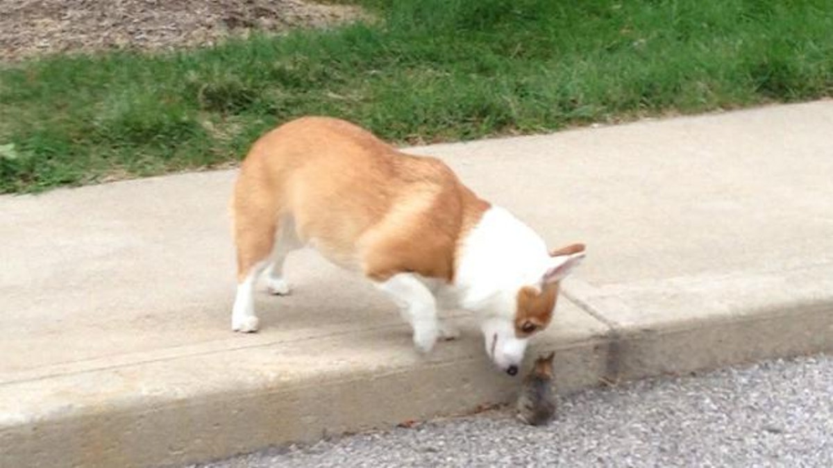 Adorable playmates: Corgi adopts wild baby bunny rabbit | Closer