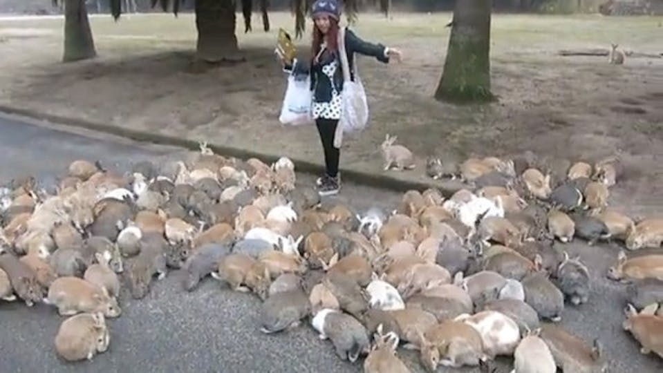 How Are We Only Now Hearing Of This Japanese Island Entirely Populated ...