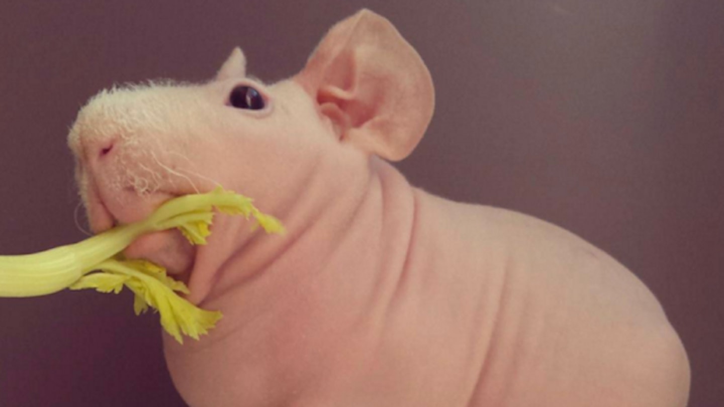 The Best Naked Animals On The Internet RN
