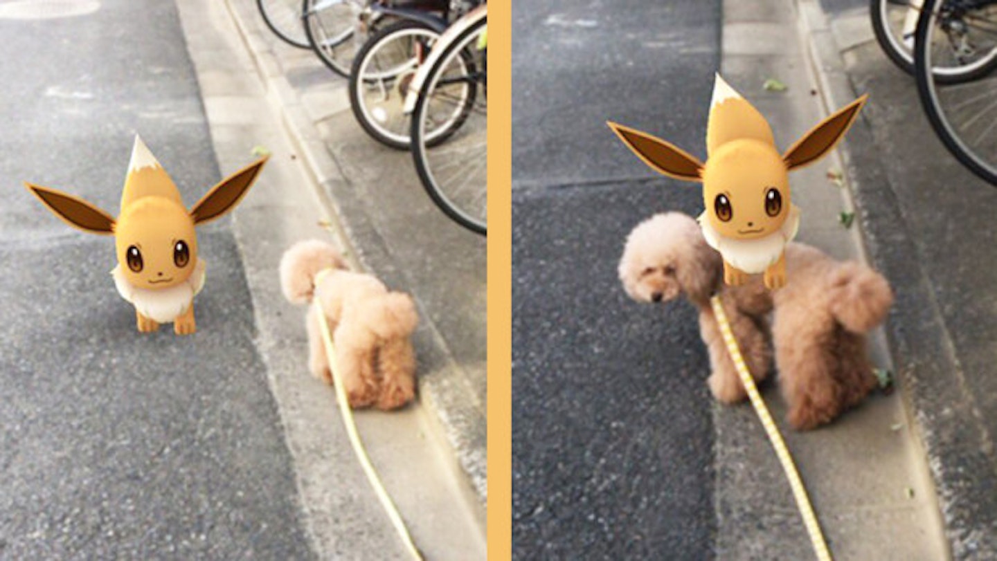 Our Pets Might Be Able To See Pokémon IRL. WTF?