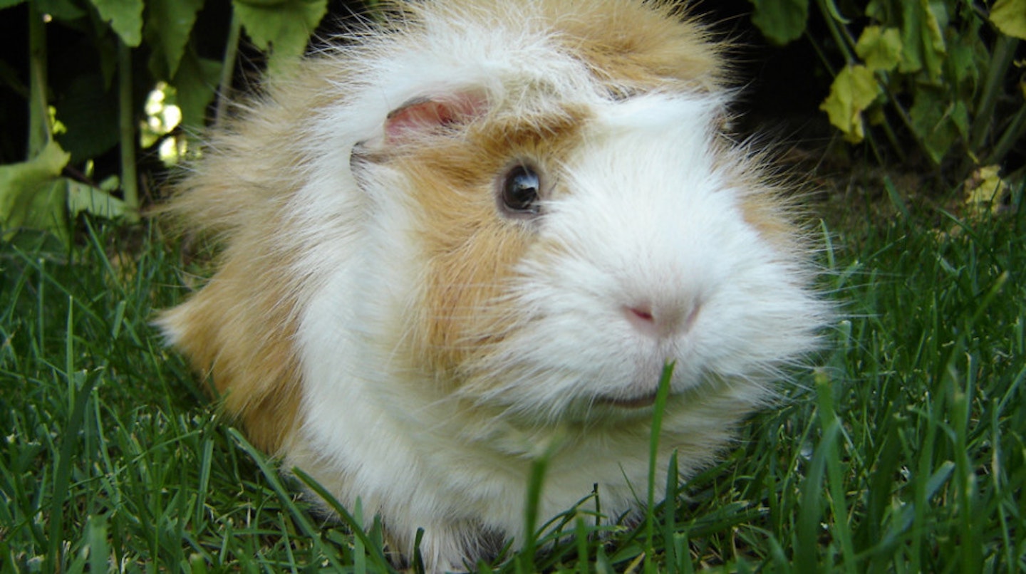 Extra fluffy guinea pig