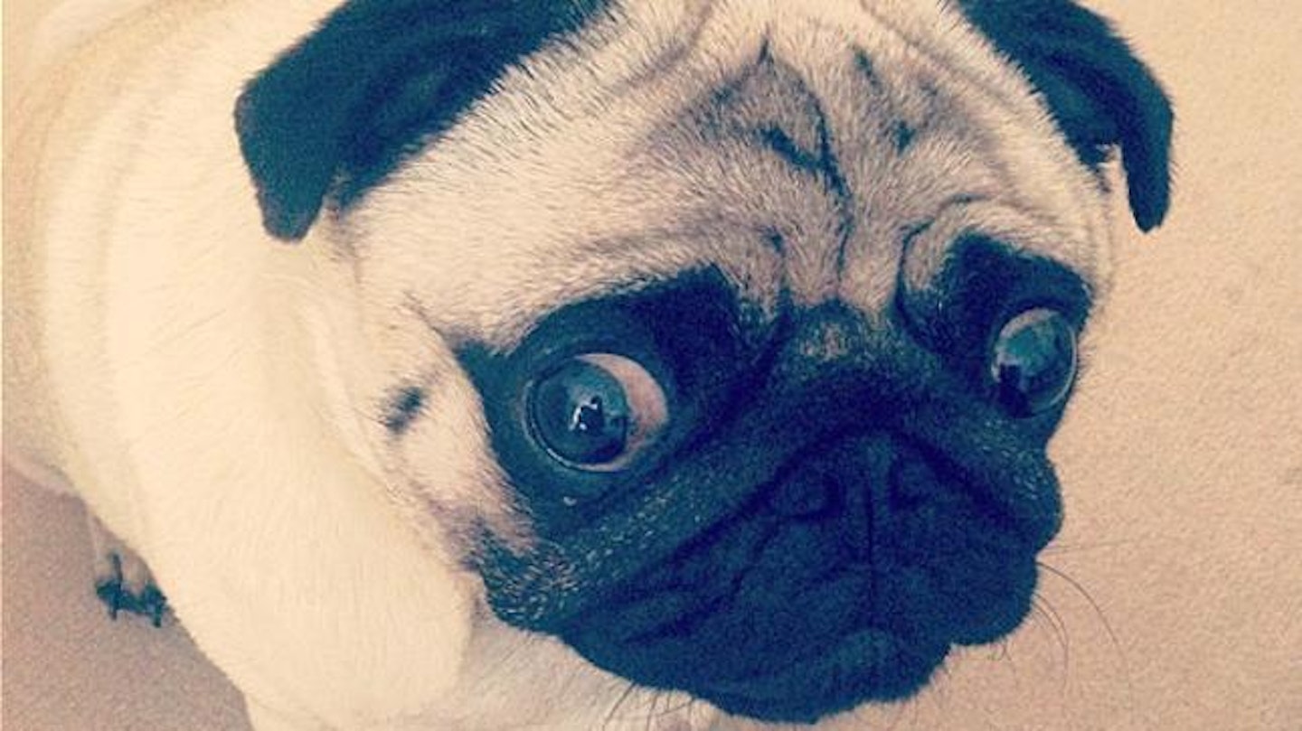 pug