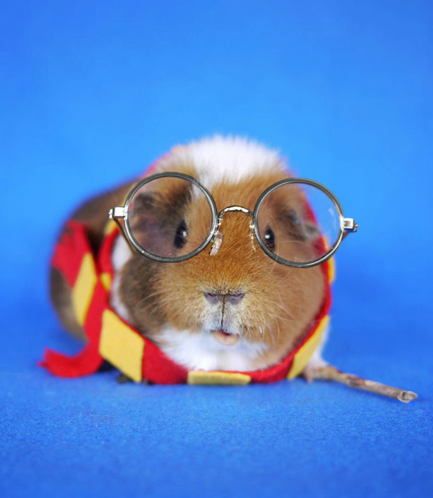 Harry Potter Guinea Pig