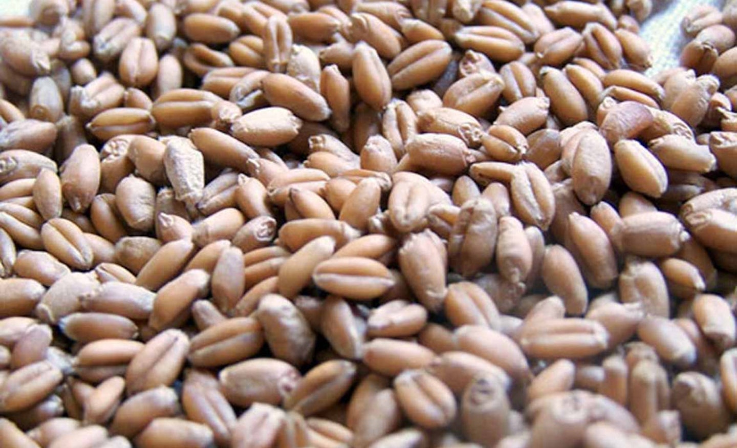 supergrains 8