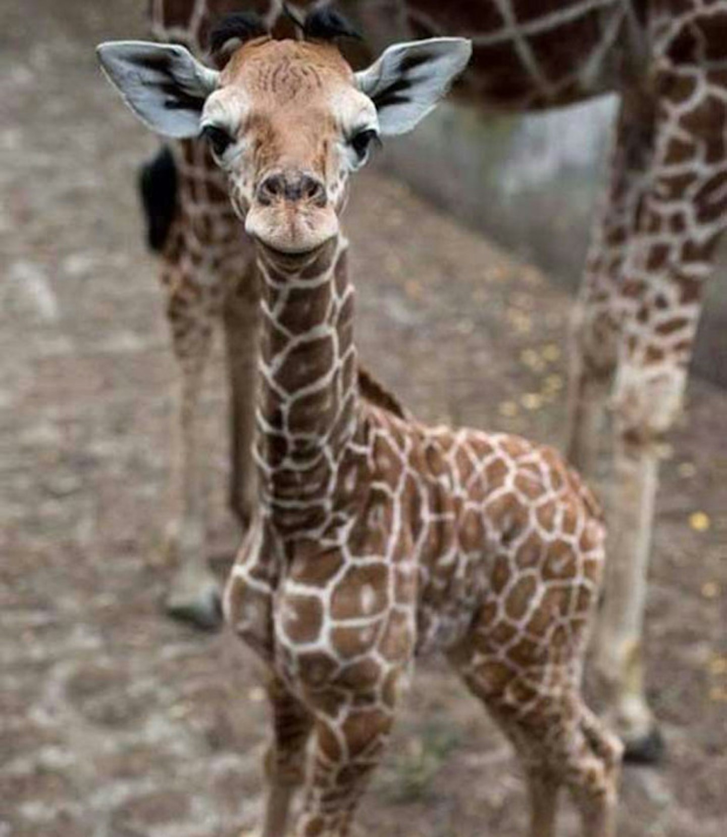 Baby giraffe