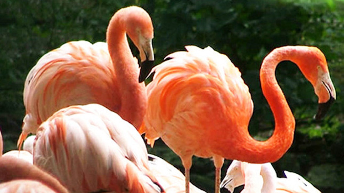 Take them to see the flamigos at Flamingo World!