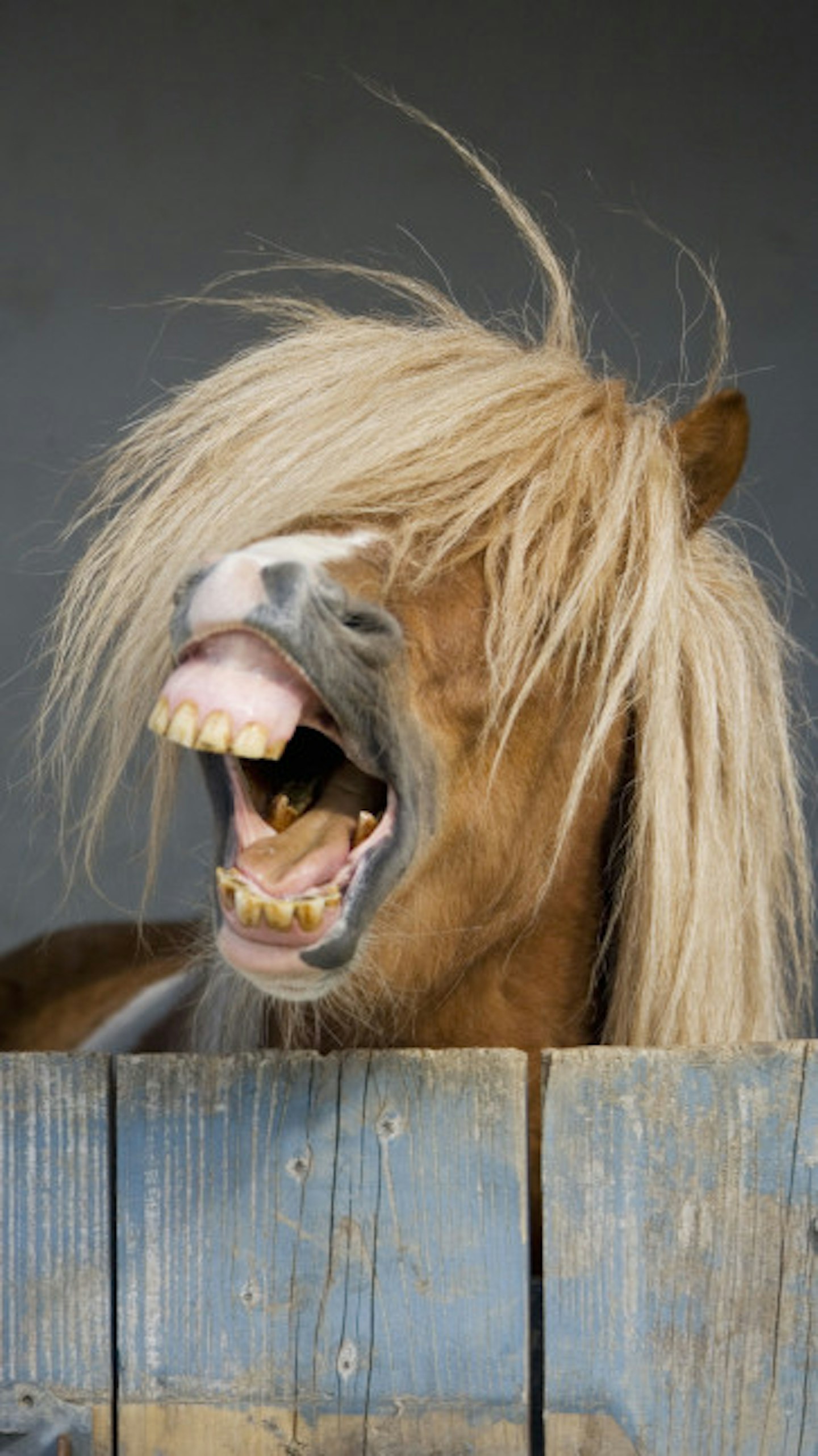 Alan insists he was simply stroking one of the ponies, despite horse DNA being found on his penis