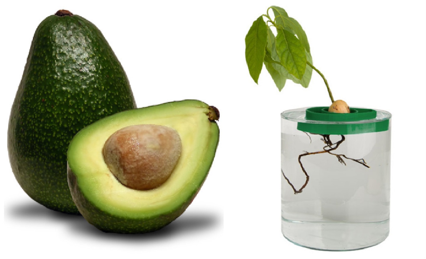 Left: The Endangered Avocado         Right: The Avoseedo
