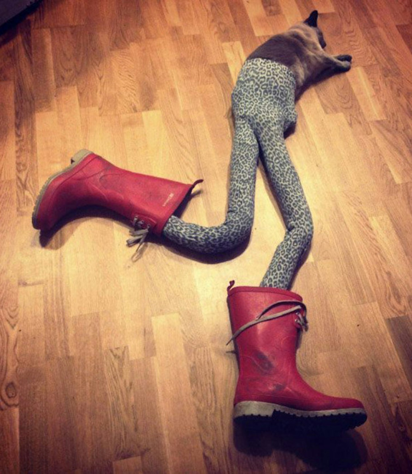 cat-tights10
