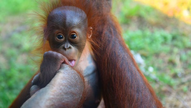 Venezuela’s Zoo Animals Are Starving To Death From Food Shortages