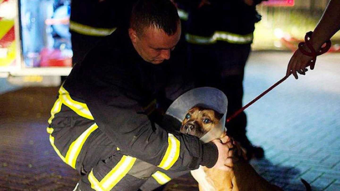 dog-firefighter