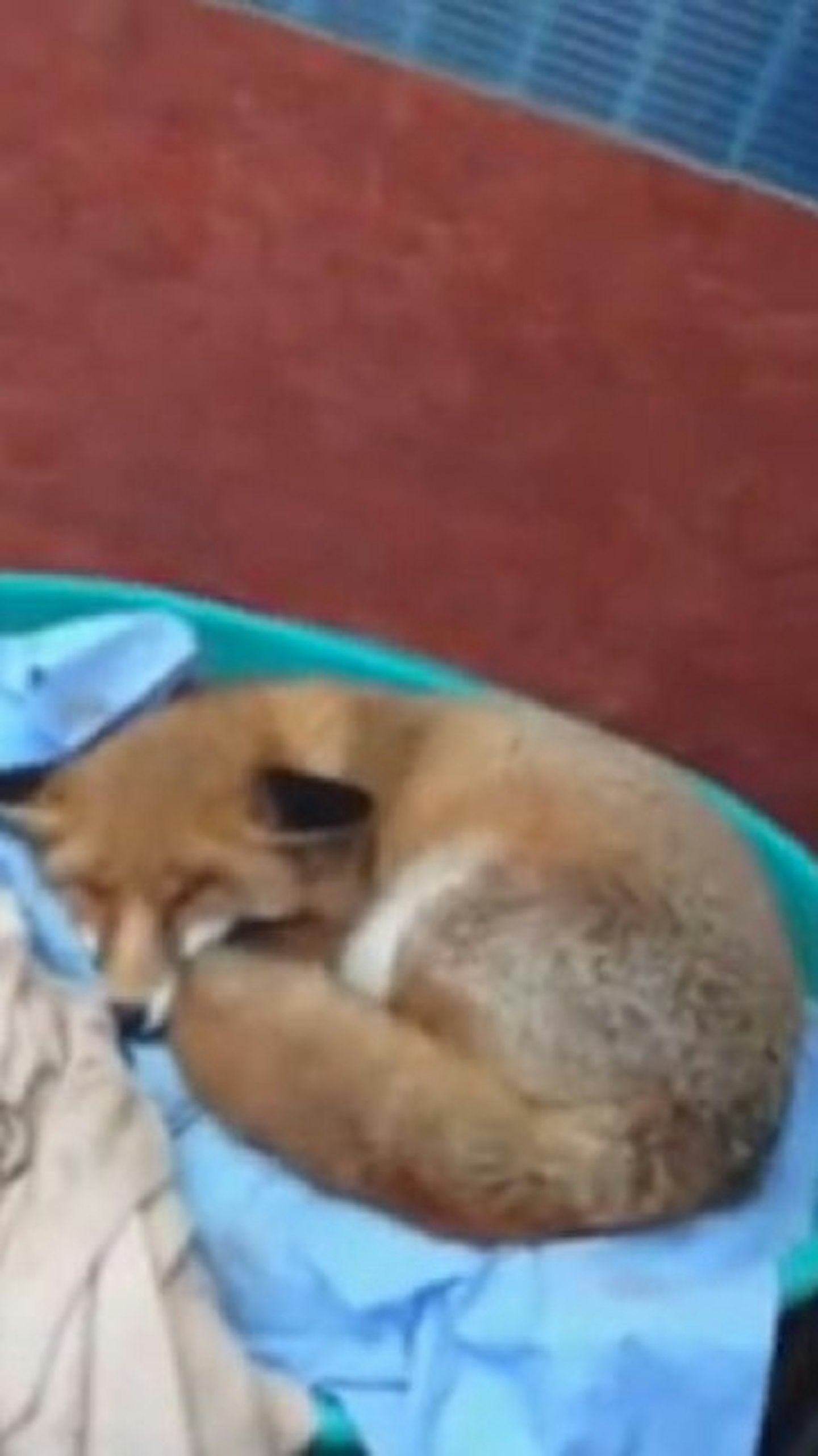 Dawn lives at a wildlife sanctuary as she's unable to live in the wild.