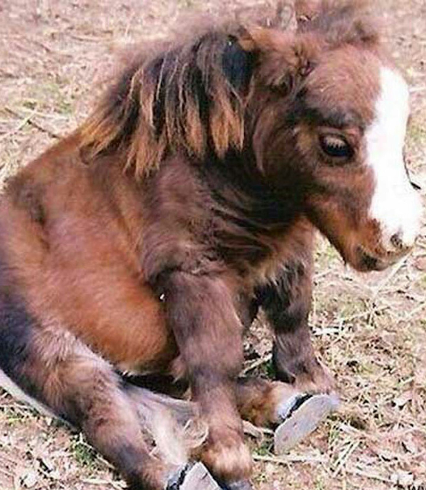 Baby horsey