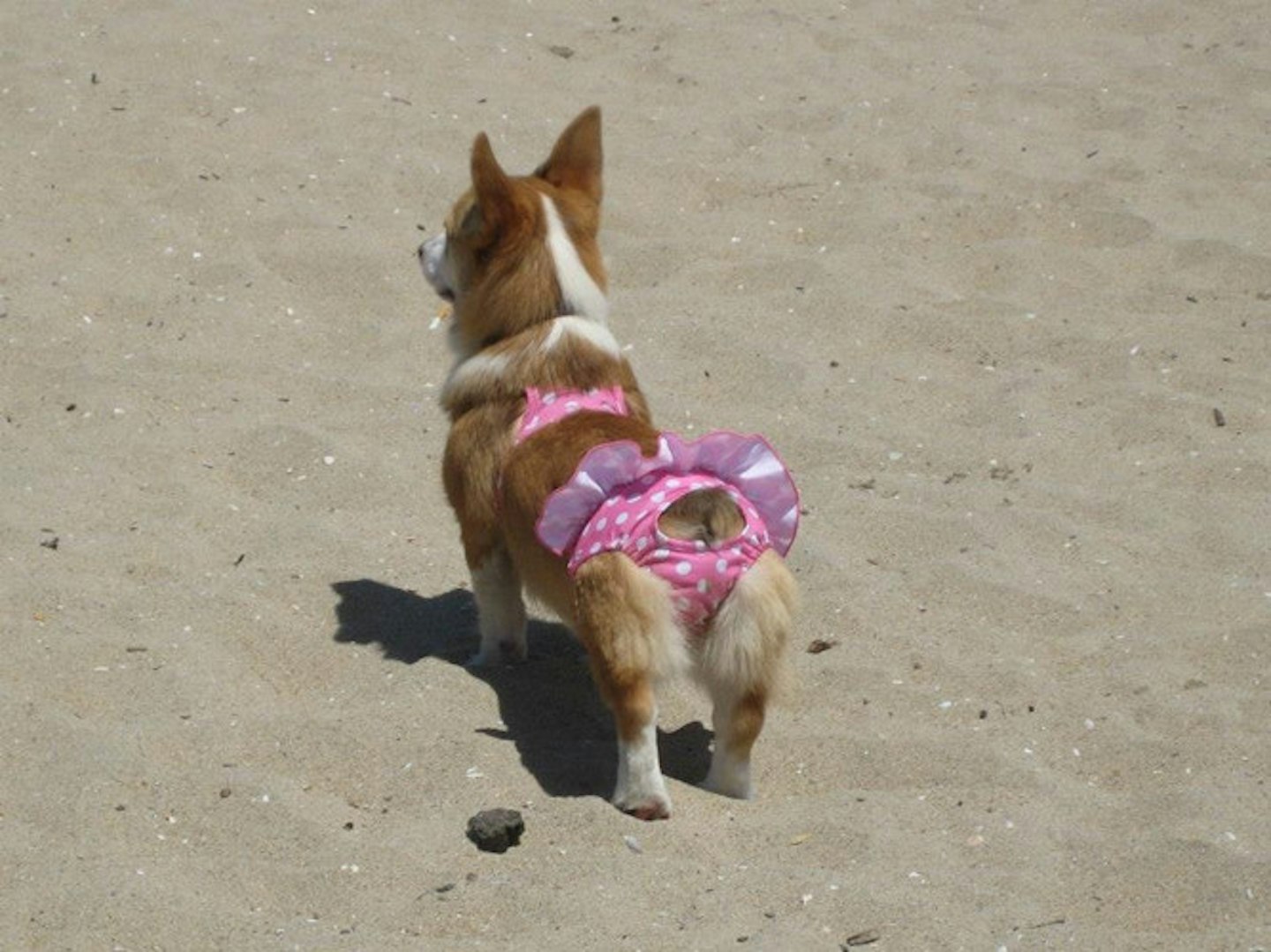 http-twosillycorgis.tumblr