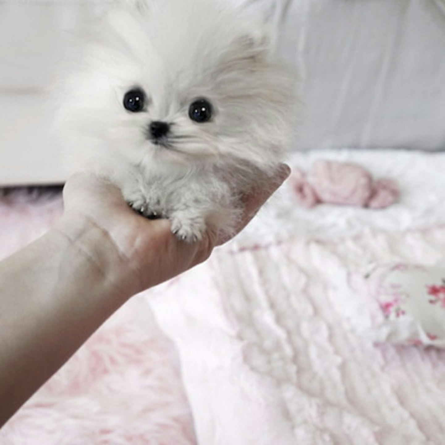 Paris spent around £8,000 on the adorable puppy