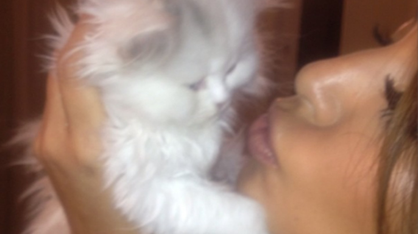 kim k kitten