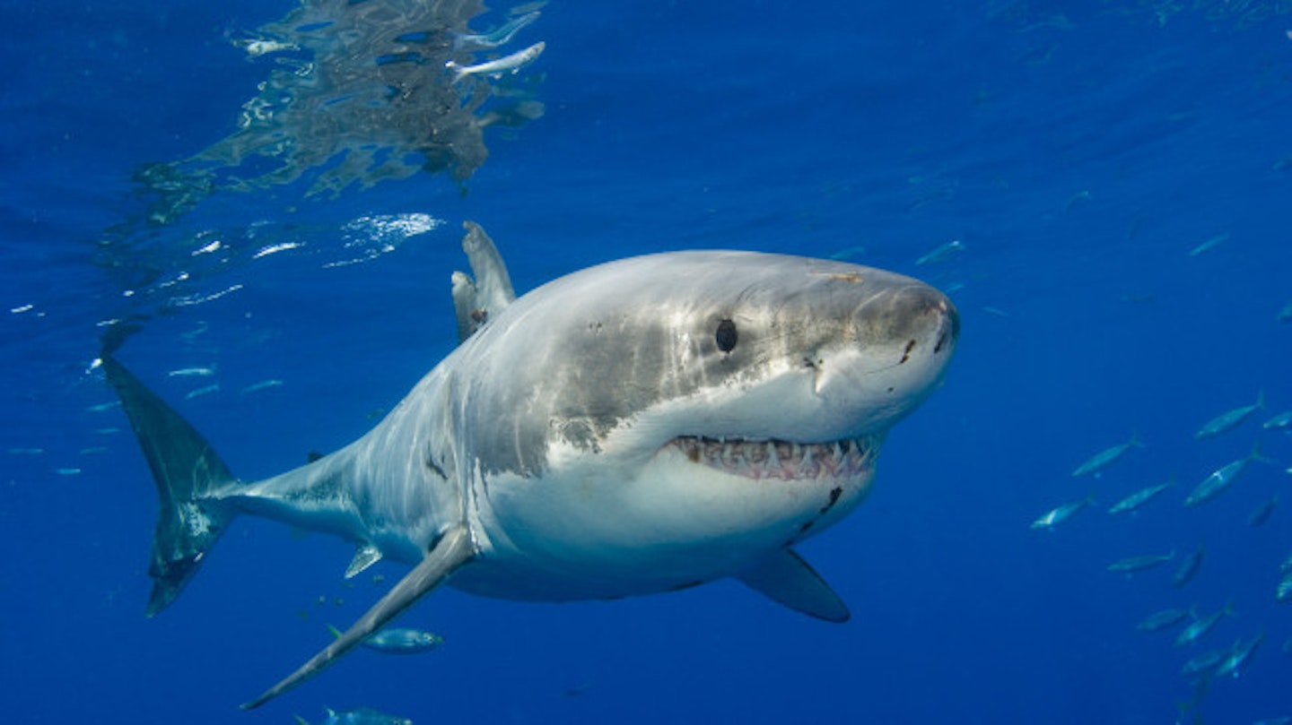 Great whites are to blame for the majority of fatal attacks