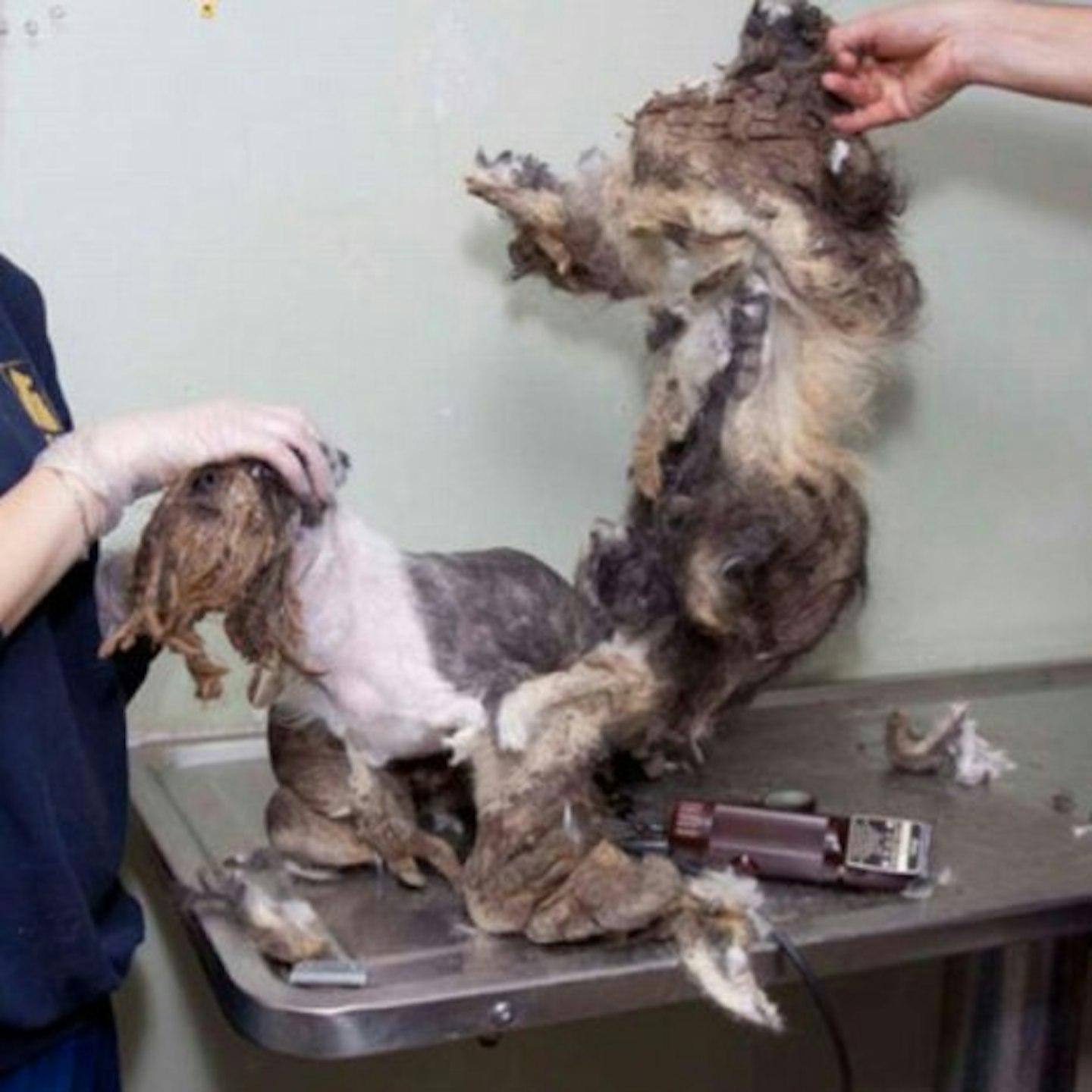 After being badly neglected, he was unrecognisable as a dog