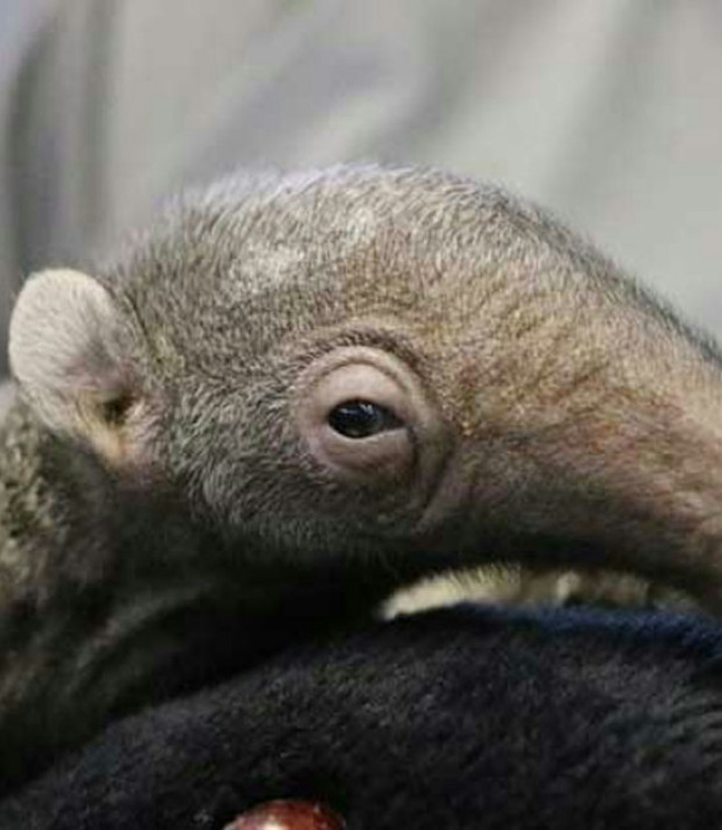 Baby anteater